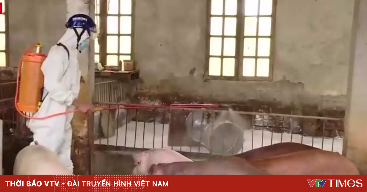 Dịch tả lợn châu Phi lan rộng: 30 tỉnh có dịch, hơn 100.000 con bị tiêu hủy