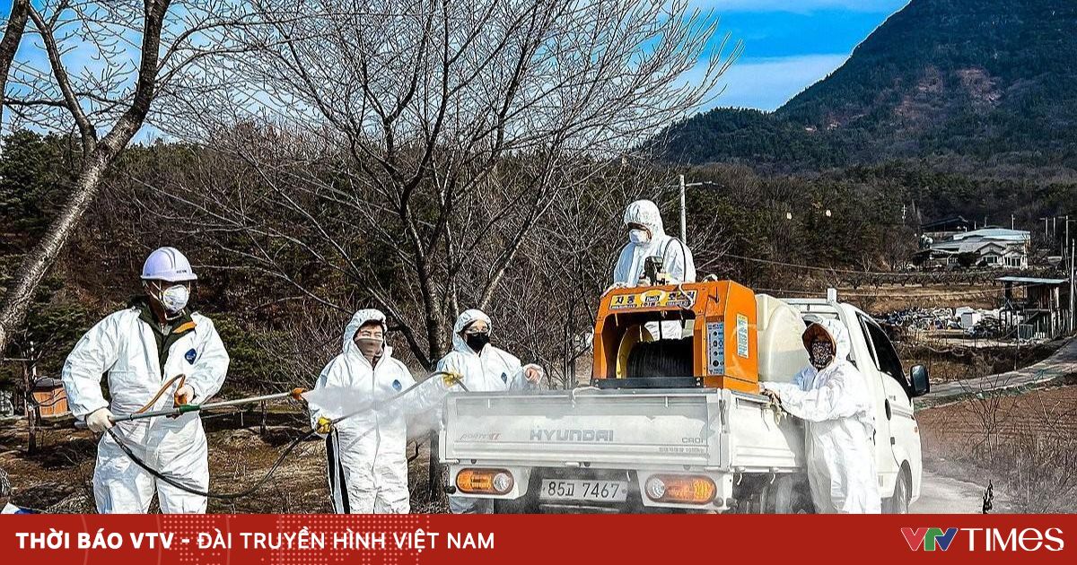 Hàn Quốc ban bố cảnh báo đỏ do phát hiện ca dịch tả lợn châu Phi