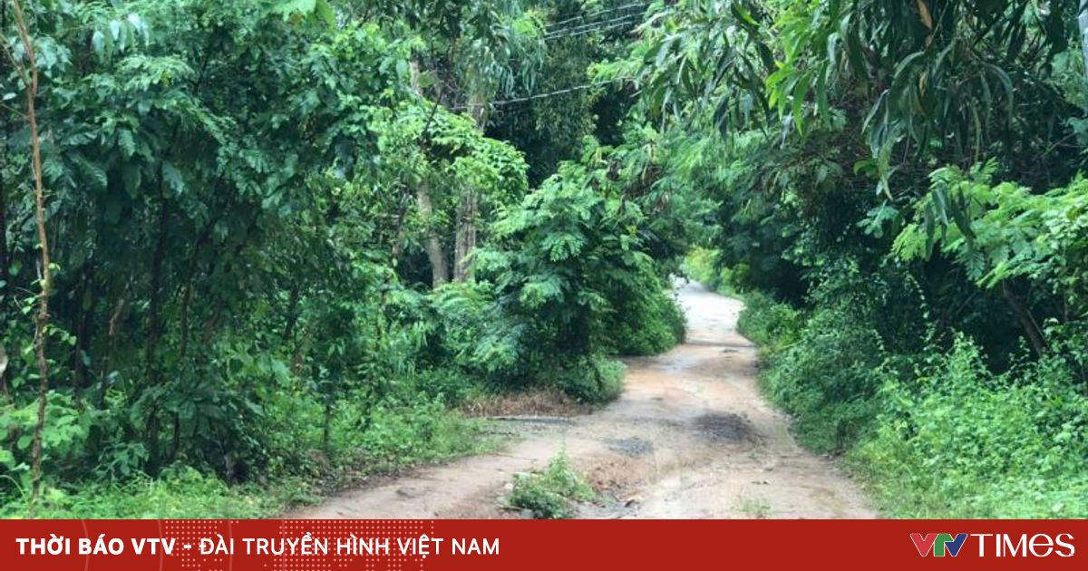 vtv.vn