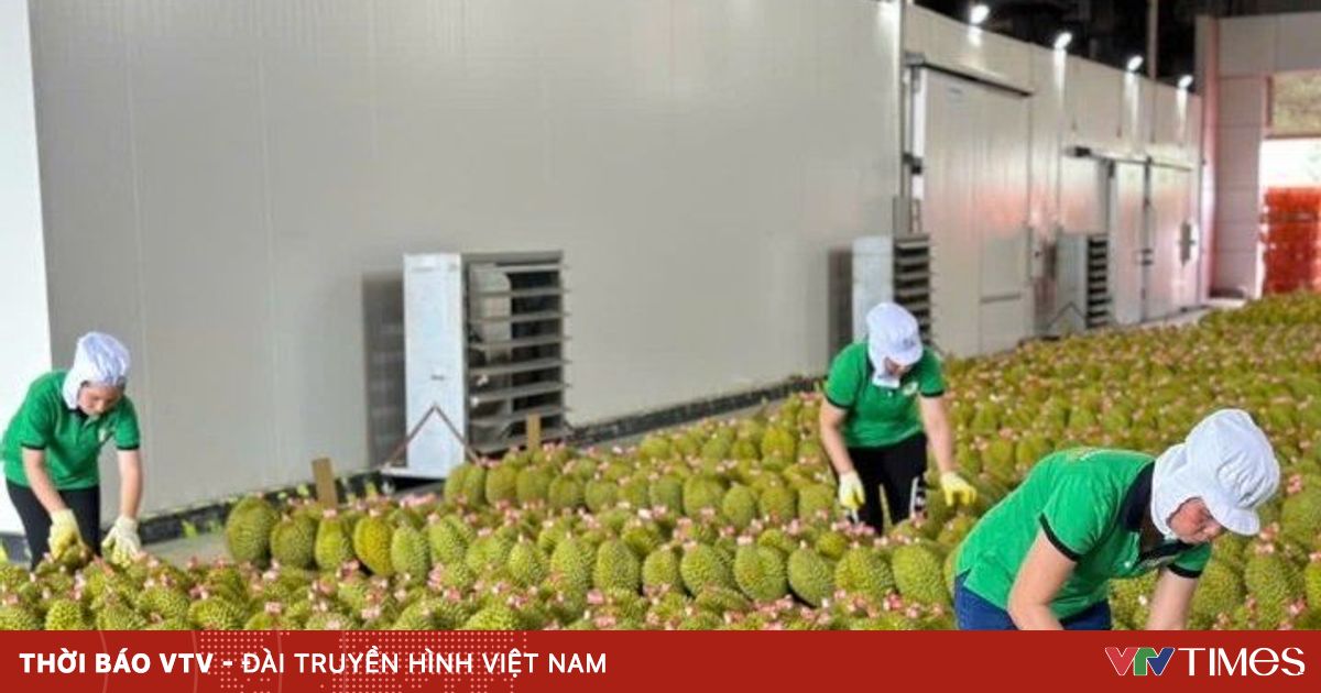 Tăng tốc xuất khẩu sầu riêng