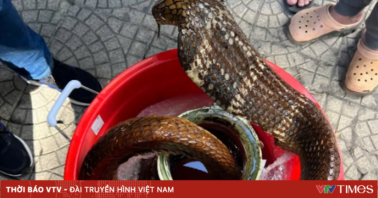 Khởi tố đối tượng mua bán rắn Hổ mang chúa
