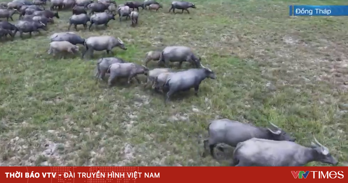 Chăn Trâu Trái Phép: Tác Động Tiêu Cực Đến Bảo Vệ Rừng Đặc Úng Tại Vườn Quốc Gia Tràm Chim