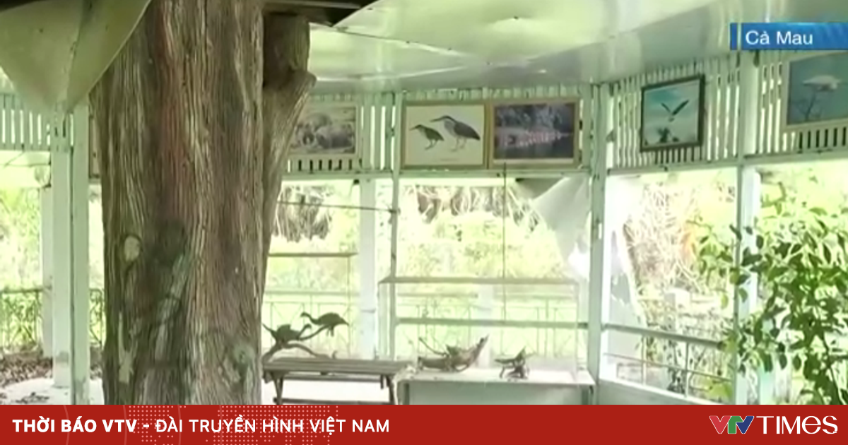 Vườn Chim Bạc Liêu: Nơi Sinh Thái Đa Dạng Rực Rỡ Nhưng Cần Tái Khai Thác