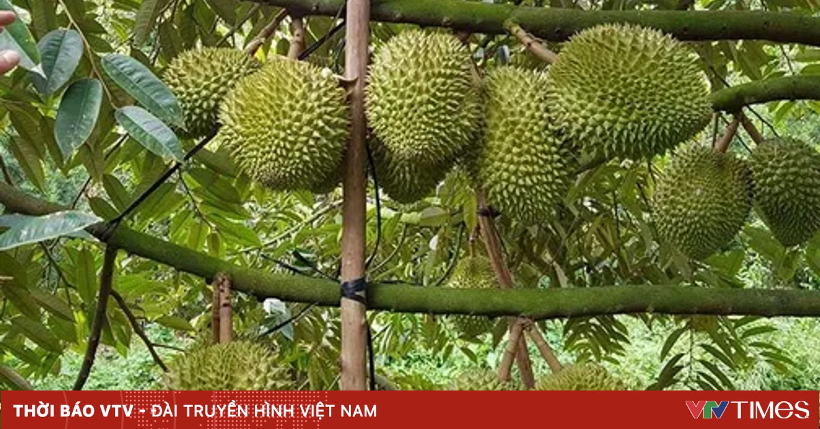 Giá sầu riêng giảm sâu: Áp lực từ thị trường và tiêu chuẩn mới