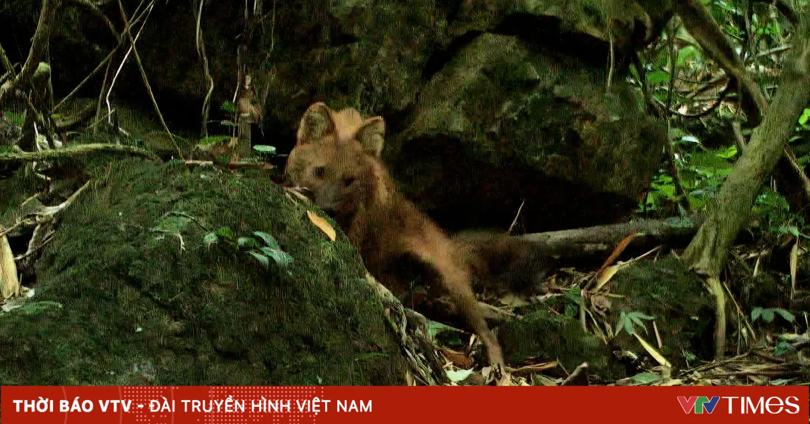 Nghệ An: Lần đầu ghi nhận hình ảnh chó sói lửa ngoài thực địa ở rừng Pù ...