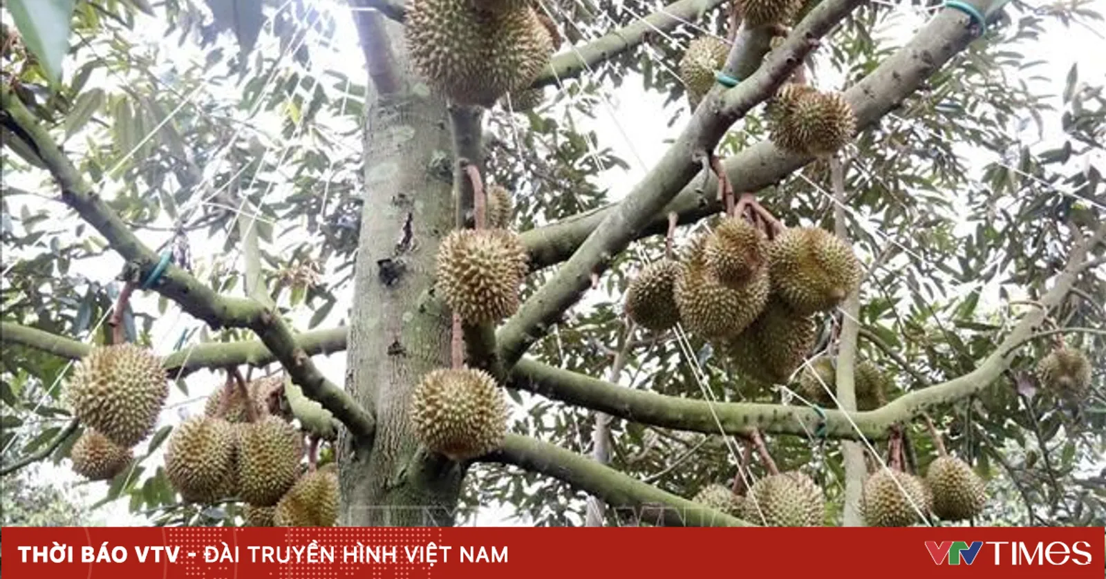 Địa phương chịu trách nhiệm nếu để ách tắc xuất khẩu sầu riêng