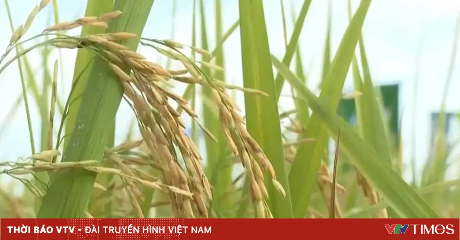 Giá lúa ổn định, xuất khẩu gạo duy trì nhịp độ
