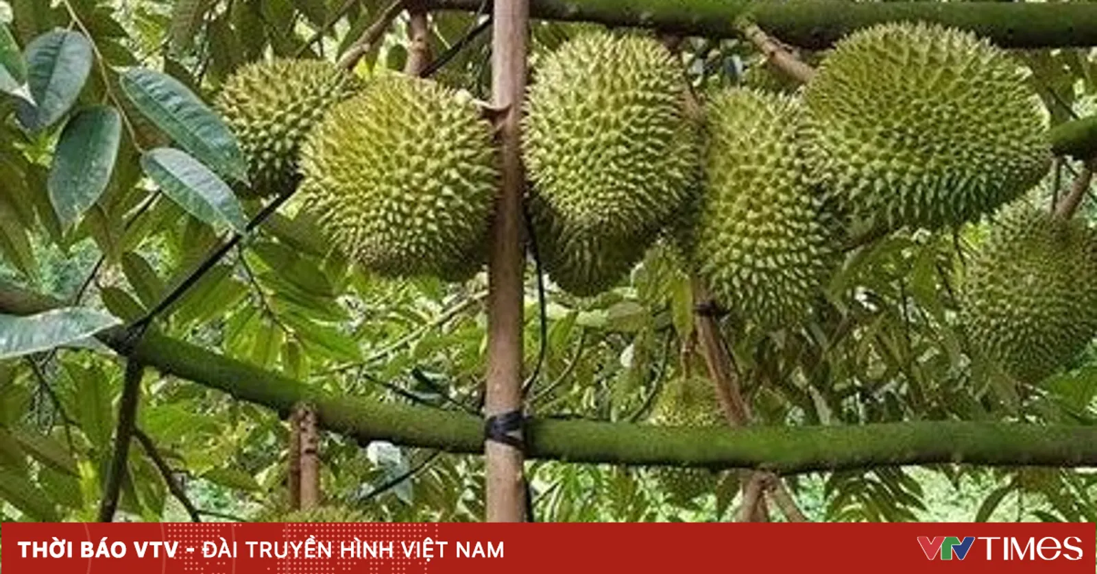 Việt - Trung tăng cường hợp tác chuỗi sầu riêng