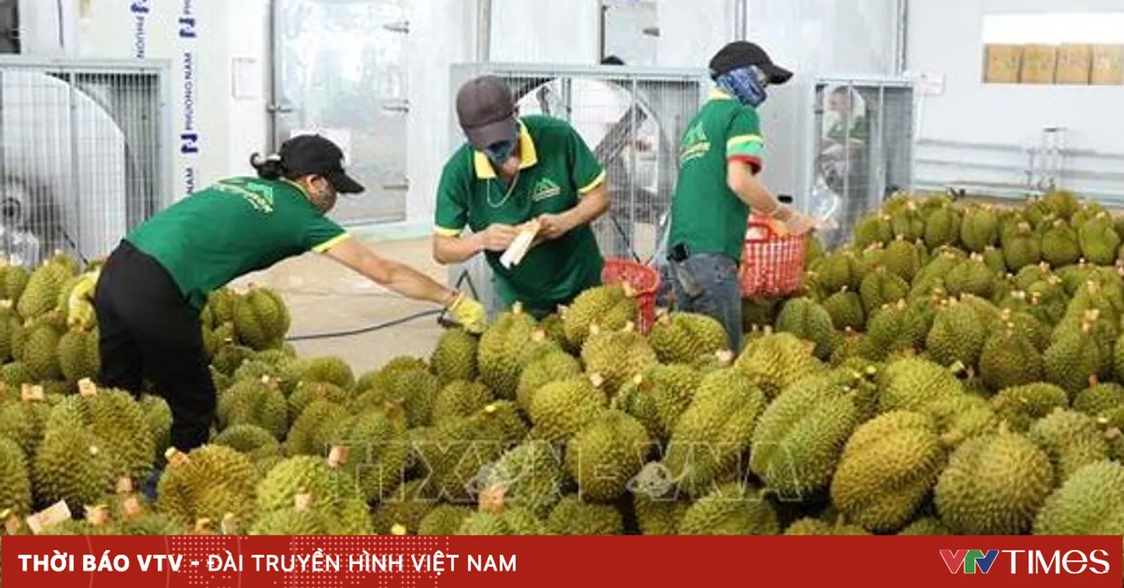 Sầu riêng - Động lực chính cho xuất khẩu rau quả Việt Nam