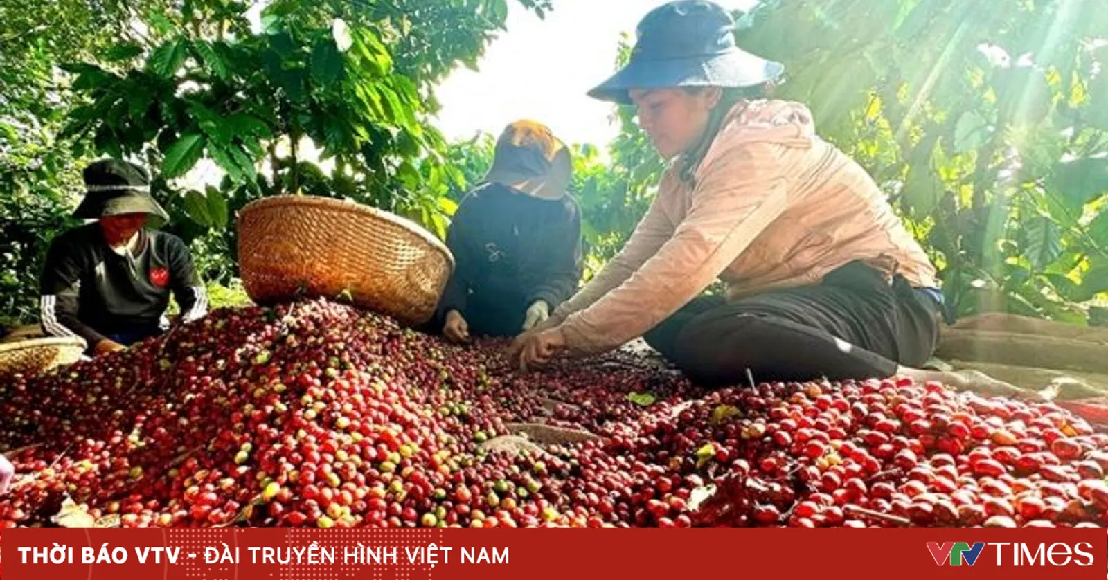 9 mẫu cà phê Robusta Việt Nam lọt top 20 toàn cầu