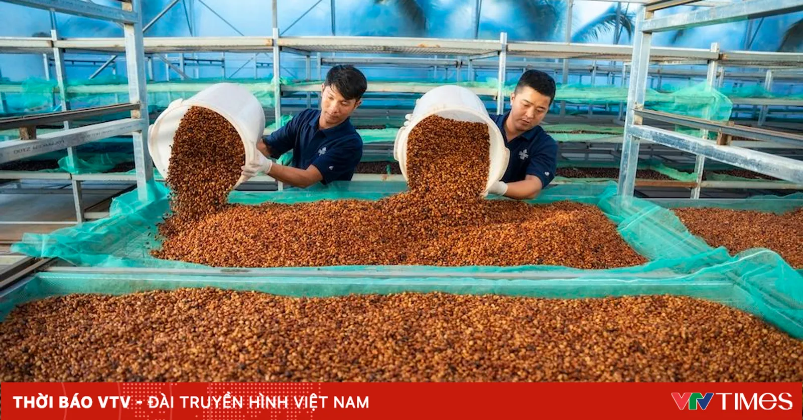 Xuất khẩu cà phê lập kỷ lục, mang về 8,5 tỷ USD
