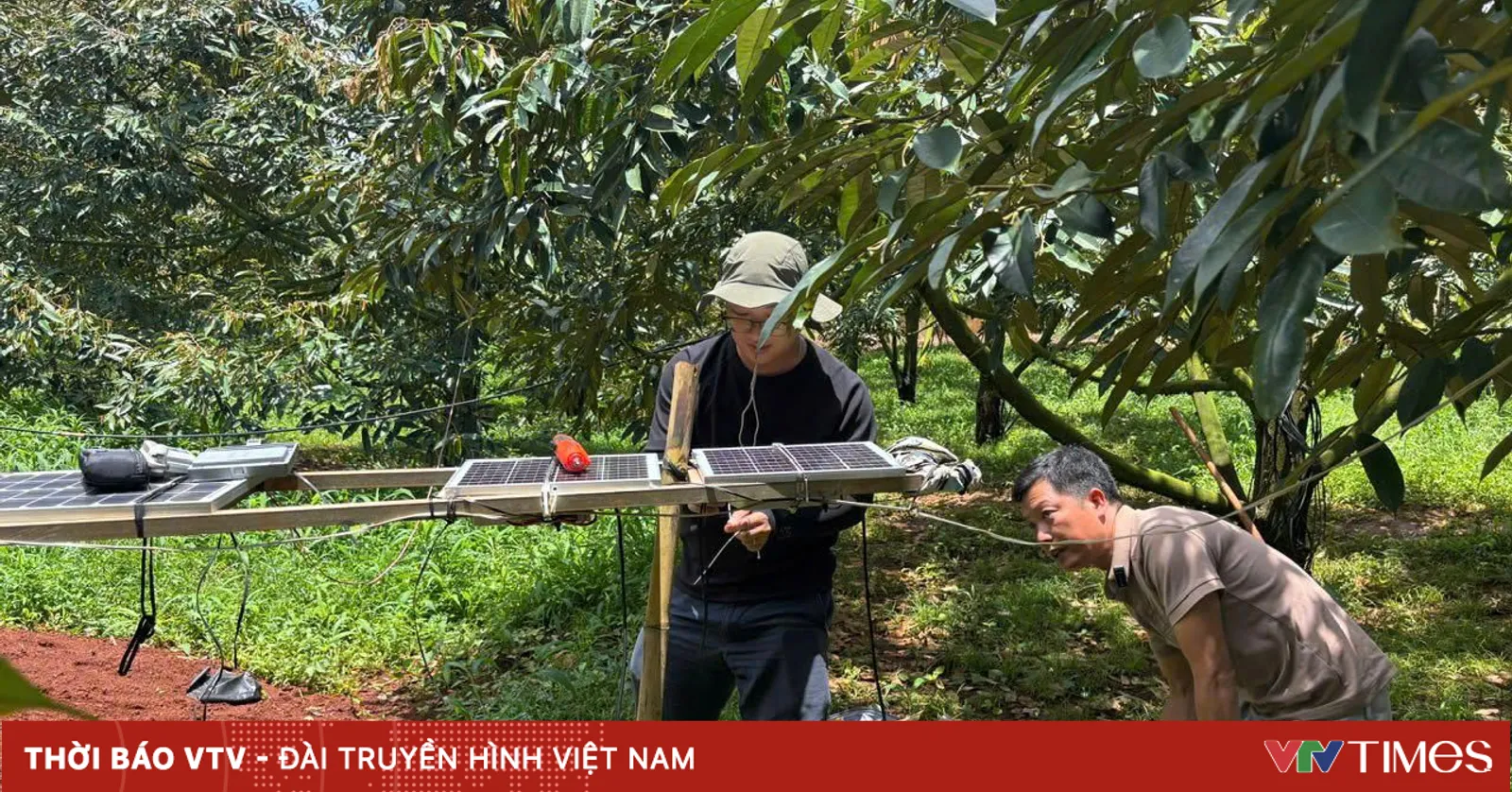 SNE và CADCSA triển khai mô hình sầu riêng ứng dụng AI và IoT tại Bình Phước