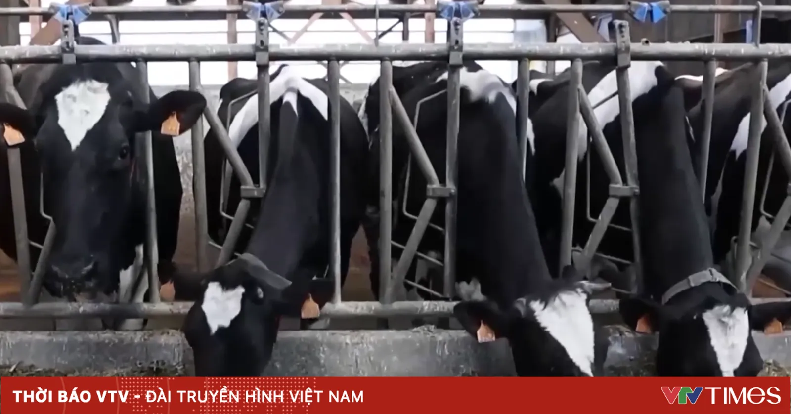 Pháp lần đầu ghi nhận ca nhiễm virus Shamonda hiếm gặp