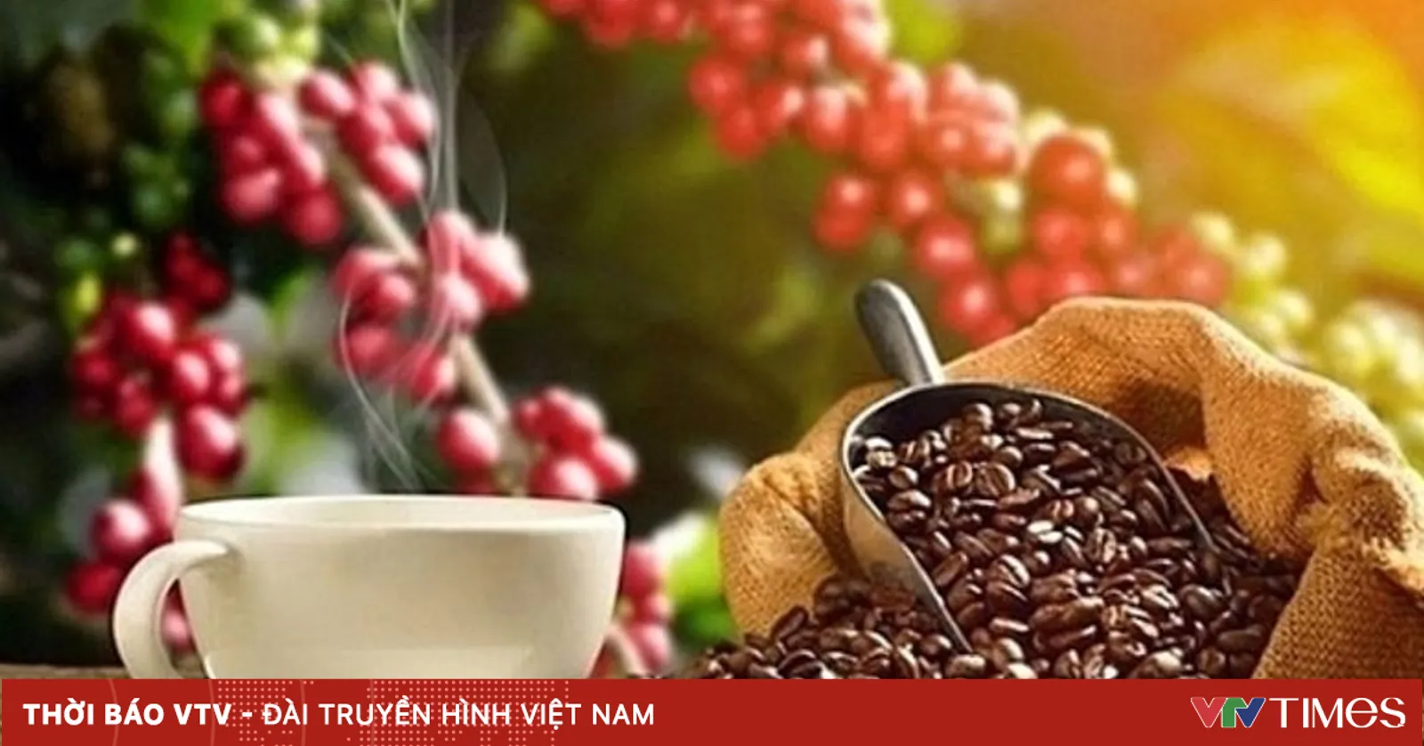 Giá cà phê xuống dưới mốc 90.000 đồng/kg