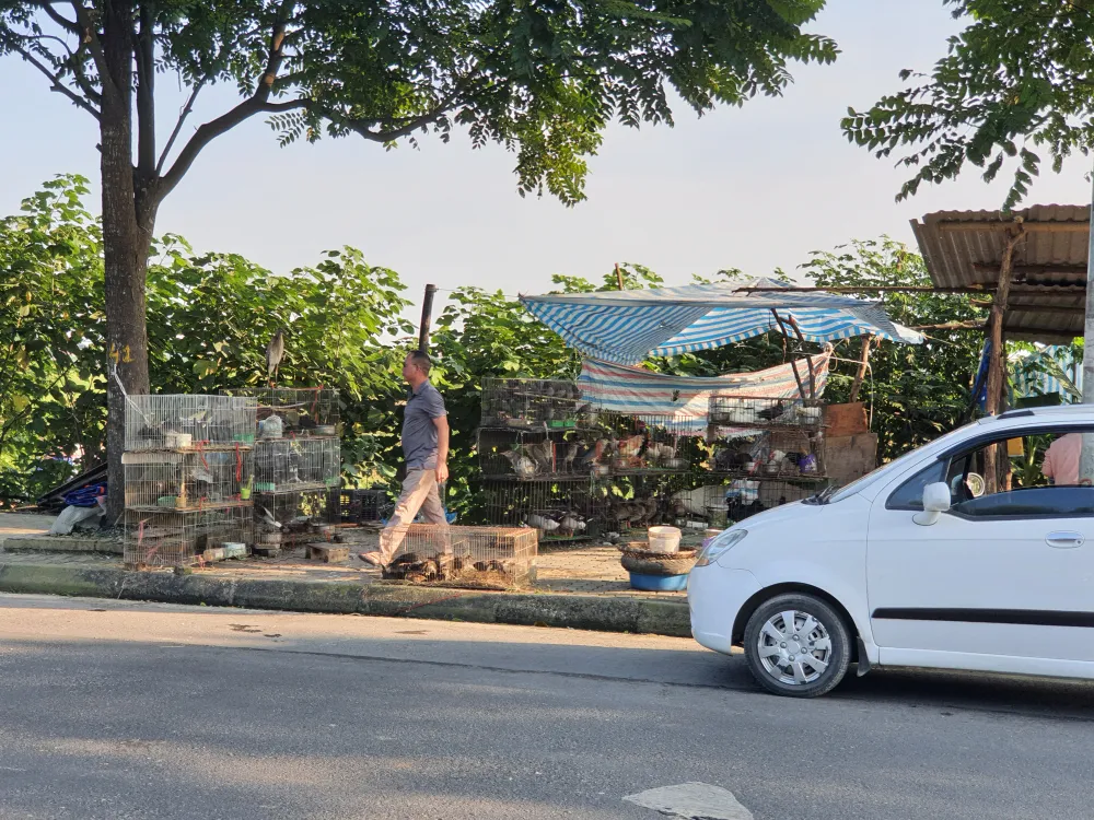 Chợ chim hoang dã ngay cửa ngõ Thủ đô - Ảnh 10.