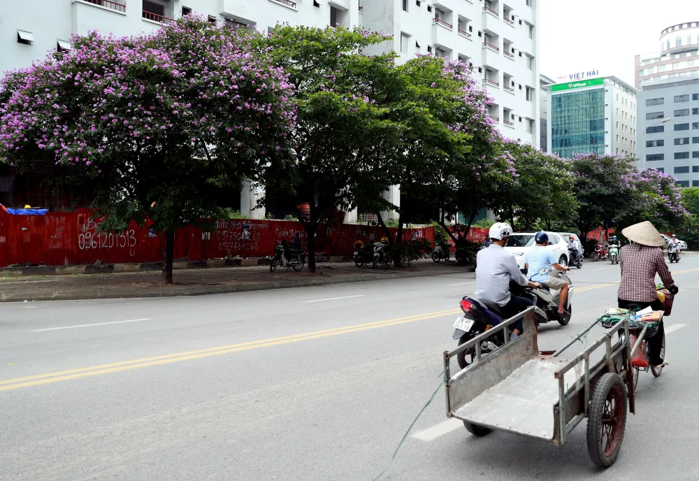 Ngắm bằng lăng khoe sắc rực rỡ đầu hè, rộn ràng từng góc phố - Ảnh 14.