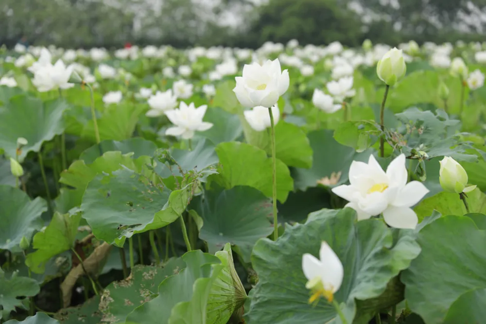 Sen trắng bung nở khoe sắc chào hè, đẹp tinh khôi - Ảnh 4.