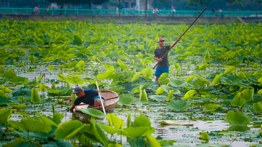 Sen Hồ Tây vào mùa, rực rỡ khoe sắc khắp phố phường Hà Nội  - Ảnh 6.