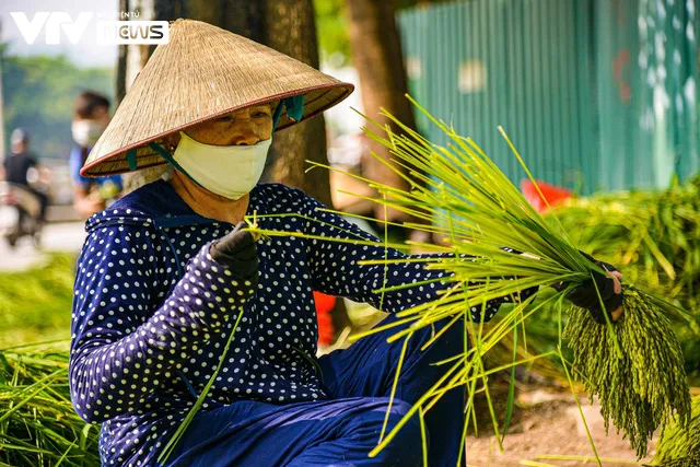 Bếp làng nhộn nhịp vì đặc sản mùa thu Hà Nội - Ảnh 2.