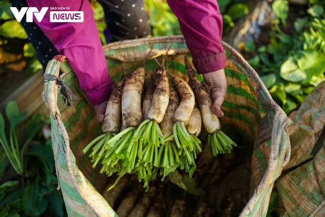 Nụ cười đồng áng lại nở trên những ruộng rau tại Hà Nội sau nới lỏng giãn cách - Ảnh 10.