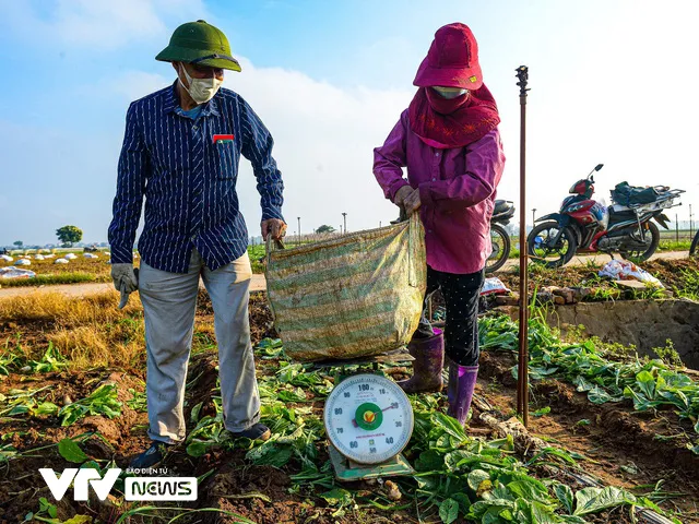 Nụ cười đồng áng lại nở trên những ruộng rau tại Hà Nội sau nới lỏng giãn cách - Ảnh 11.