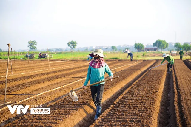 Nụ cười đồng áng lại nở trên những ruộng rau tại Hà Nội sau nới lỏng giãn cách - Ảnh 2.