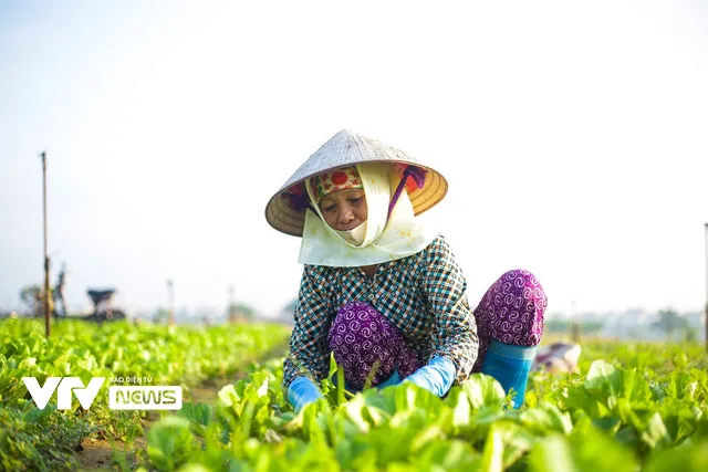 Nụ cười đồng áng lại nở trên những ruộng rau tại Hà Nội sau nới lỏng giãn cách - Ảnh 6.