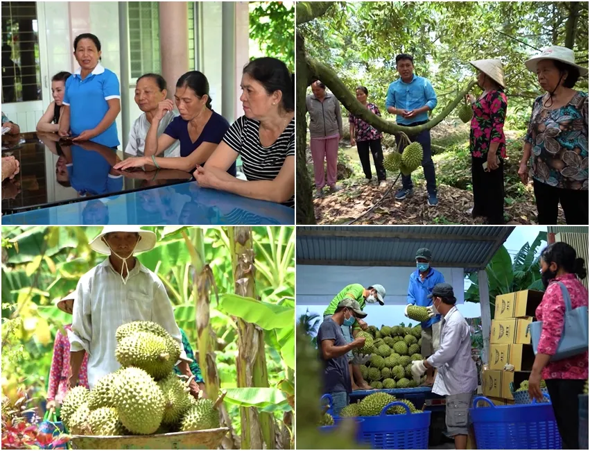 Nông dân lớp 8 khởi nghiệp thành công từ trái sầu riêng - Ảnh 3.