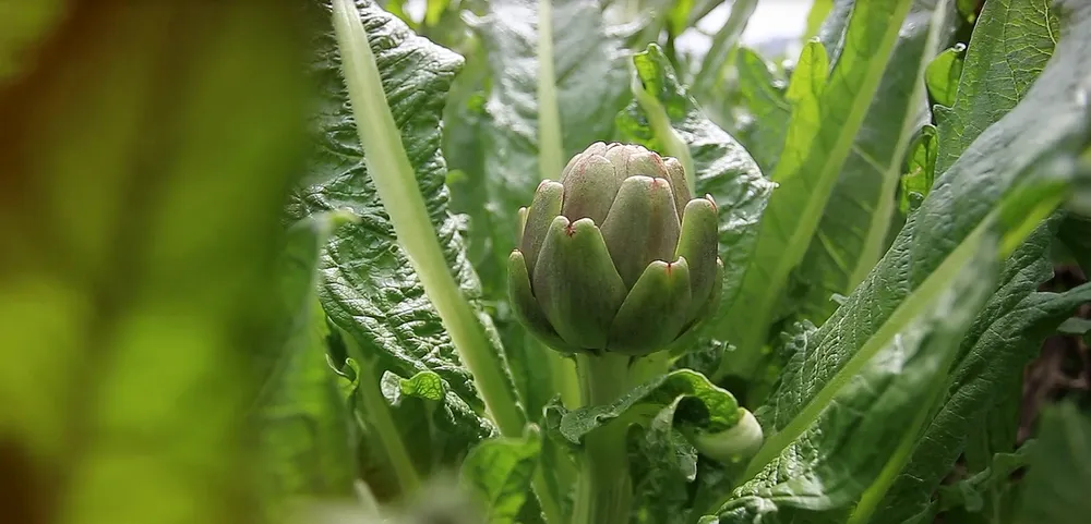 Hoa l&agrave; để ngắm v&agrave; hoa l&agrave; để... ăn - Kh&aacute;m ph&aacute; ẩm thực l&agrave;m từ hoa - Ảnh 9.