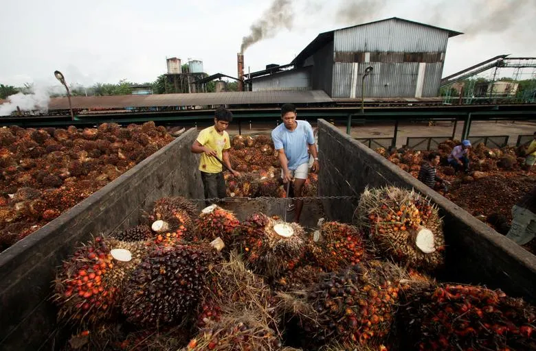 Dầu cọ - Tâm điểm của cuộc chiến “lý tưởng xanh” - Ảnh 1.