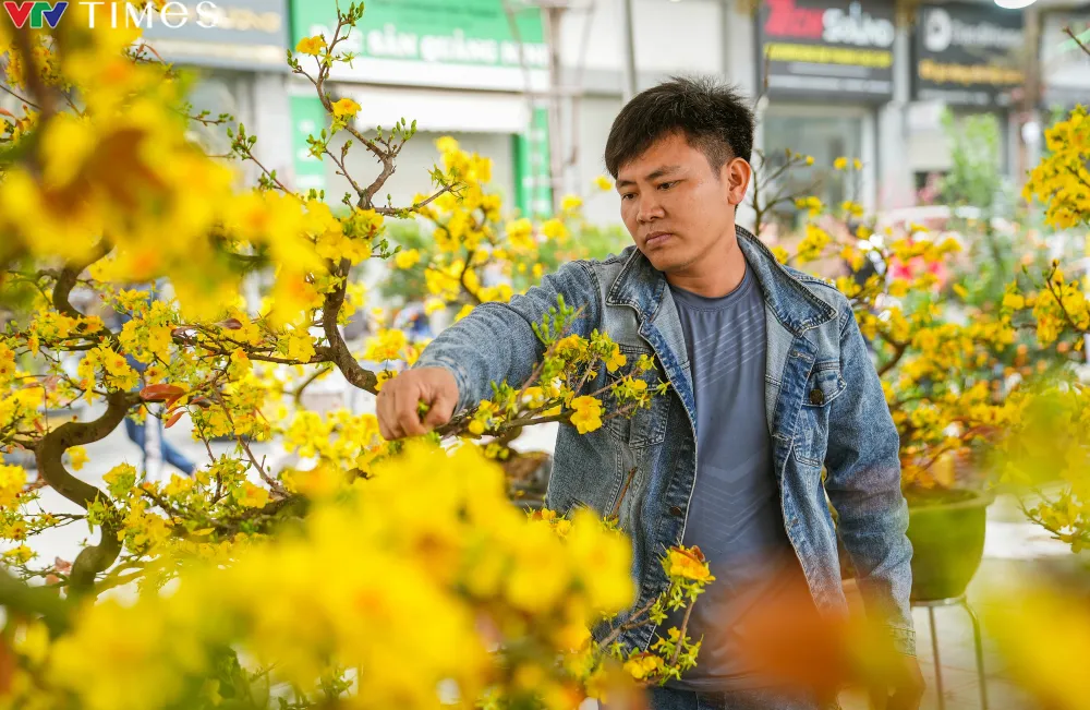 Hoa mai toả sắc vàng rực rỡ giữa lòng Hà Nội. - Ảnh 2.