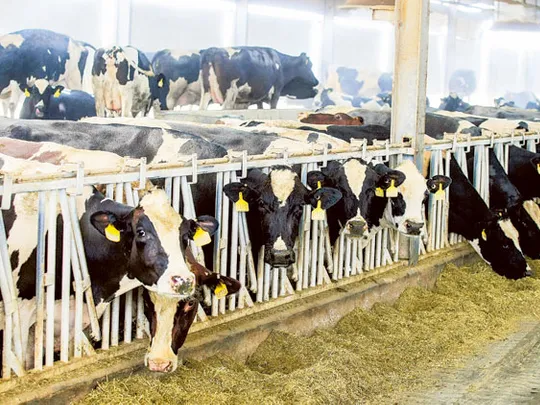 Thăm trang trại bò sữa trên sa mạc