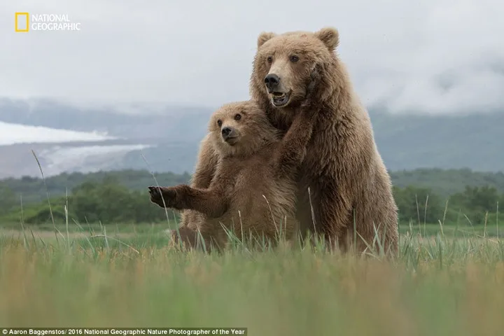 Thiên nhiên hoang dã đẹp mê hoặc trong ảnh của National Geographic - Ảnh 2.