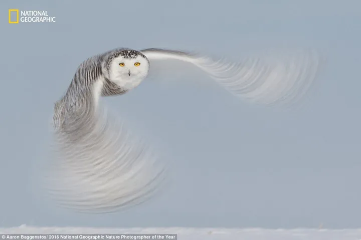 Thiên nhiên hoang dã đẹp mê hoặc trong ảnh của National Geographic - Ảnh 3.