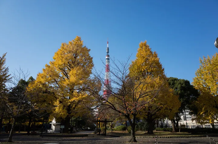 Cảnh sắc mùa thu với lá vàng, lá đỏ đẹp như tranh vẽ ở Tokyo - Ảnh 2.