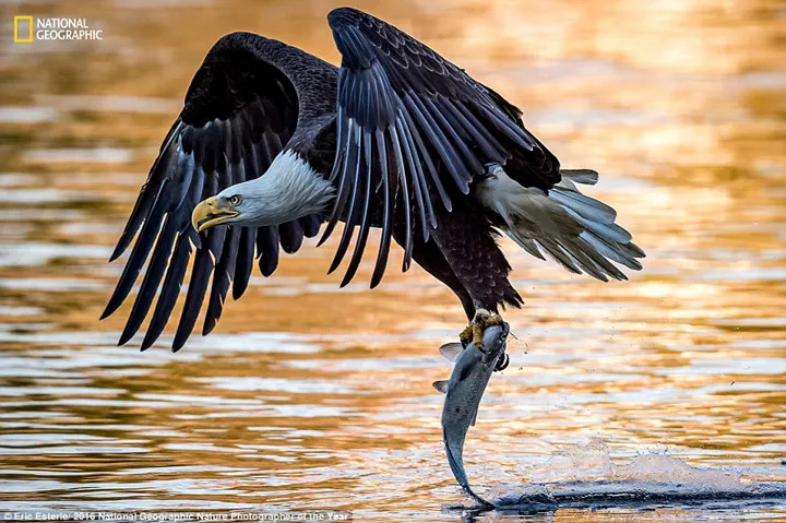 Thiên nhiên hoang dã đẹp mê hoặc trong ảnh của National Geographic - Ảnh 4.