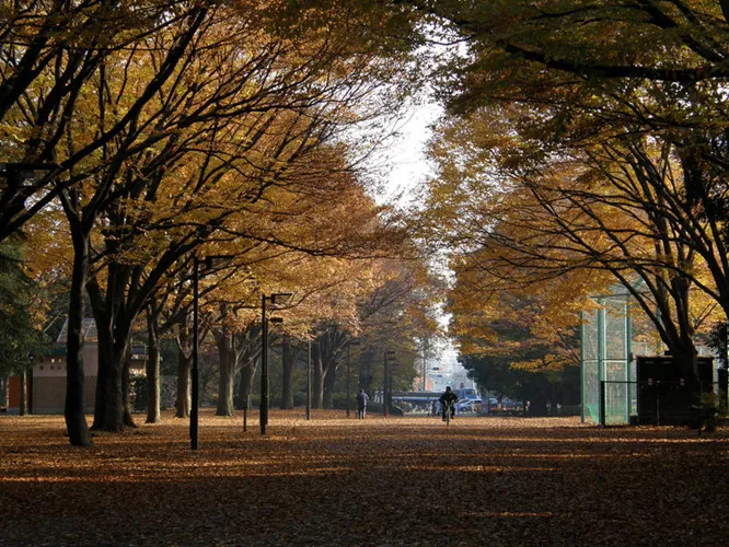 Cảnh sắc mùa thu với lá vàng, lá đỏ đẹp như tranh vẽ ở Tokyo - Ảnh 6.