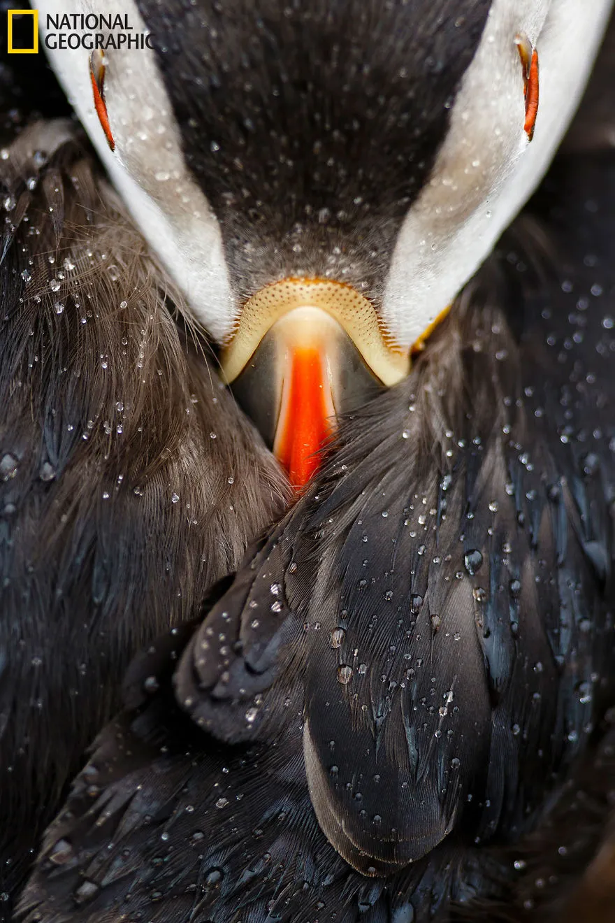 Tròn mắt ảnh thiên nhiên ấn tượng của National Geographic năm 2016 - Ảnh 4.