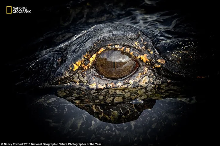 Thiên nhiên hoang dã đẹp mê hoặc trong ảnh của National Geographic - Ảnh 9.