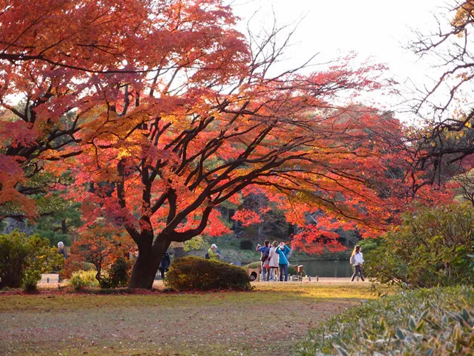 Cảnh sắc mùa thu với lá vàng, lá đỏ đẹp như tranh vẽ ở Tokyo - Ảnh 11.