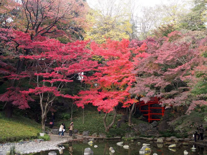 Cảnh sắc mùa thu với lá vàng, lá đỏ đẹp như tranh vẽ ở Tokyo - Ảnh 12.