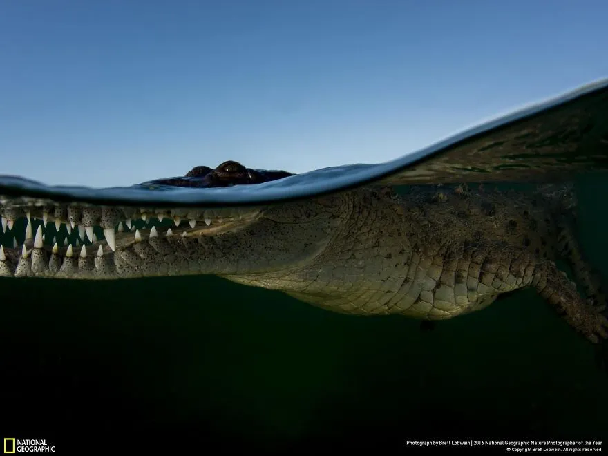 Tròn mắt ảnh thiên nhiên ấn tượng của National Geographic năm 2016 - Ảnh 8.