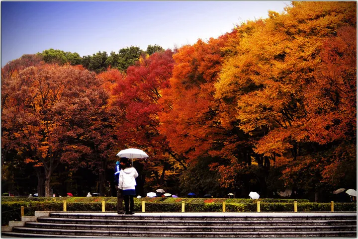 Cảnh sắc mùa thu với lá vàng, lá đỏ đẹp như tranh vẽ ở Tokyo - Ảnh 14.