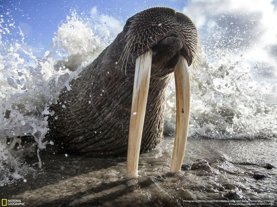 Tròn mắt ảnh thiên nhiên ấn tượng của National Geographic năm 2016 - Ảnh 9.