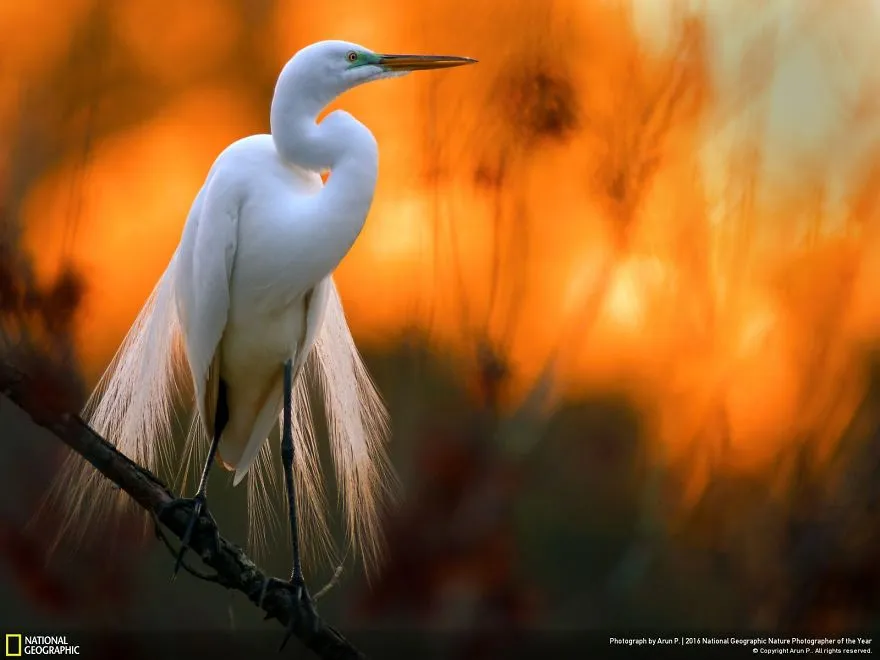 Tròn mắt ảnh thiên nhiên ấn tượng của National Geographic năm 2016 - Ảnh 18.