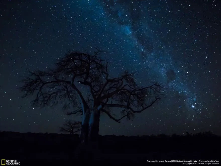 Tròn mắt ảnh thiên nhiên ấn tượng của National Geographic năm 2016 - Ảnh 28.