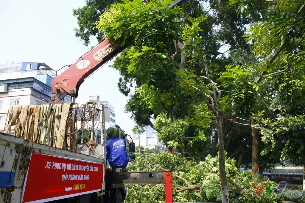 Dịch chuyển hàng cây xanh phố Kim Mã để xây đường sắt Nhổn – ga Hà Nội - Ảnh 6.