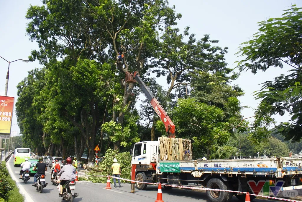 Dịch chuyển hàng cây xanh phố Kim Mã để xây đường sắt Nhổn – ga Hà Nội - Ảnh 5.