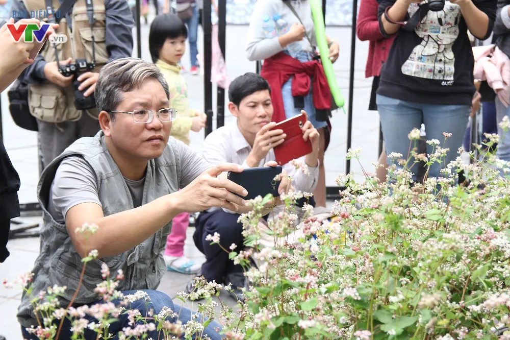 Thích thú ngắm hoa tam giác mạch Hà Giang giữa lòng Hà Nội - Ảnh 11.