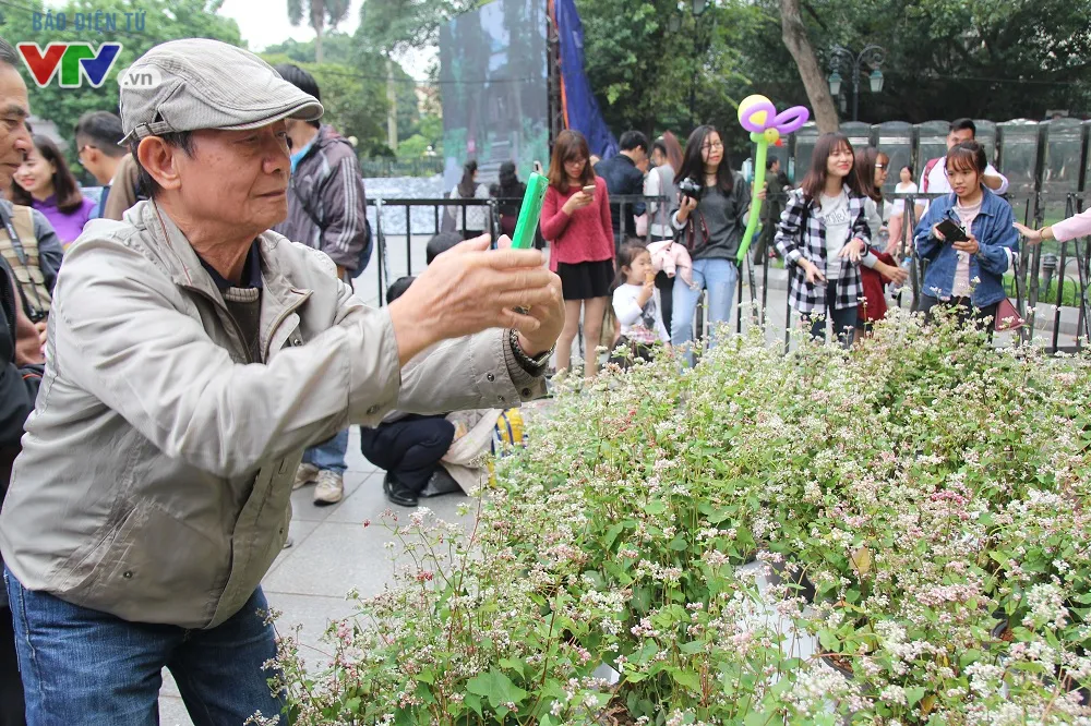 Thích thú ngắm hoa tam giác mạch Hà Giang giữa lòng Hà Nội - Ảnh 10.